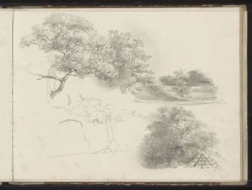 Trees and a landscape with trees