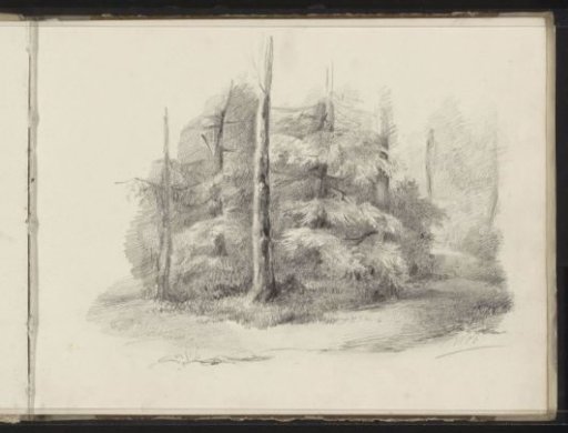 Forest edge