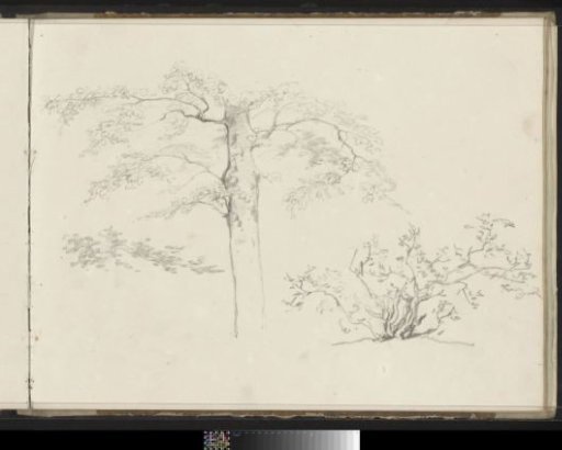 Tree and a bush
