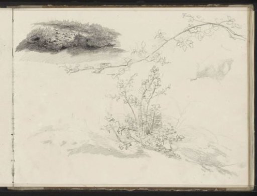 Flowering branch, a plant, and a piece of ground with grass and stones