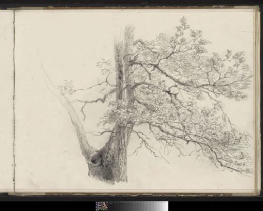 Tree in leaf