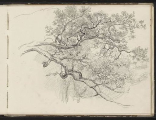 Tree branches in leaf