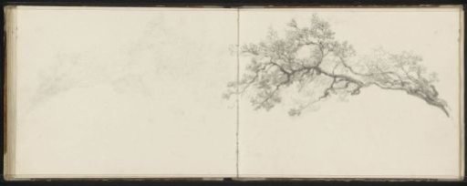 Tree branch in leaf
