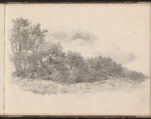 Edge of a forest