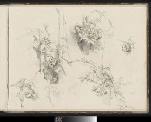 Plants with fruits, possibly rose hips
