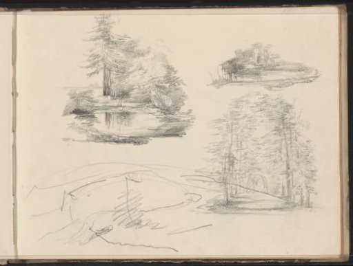 Trees by a water's edge and a forest path