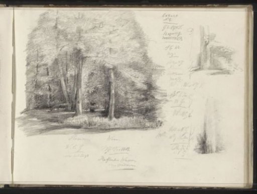 Forest view and tree trunks