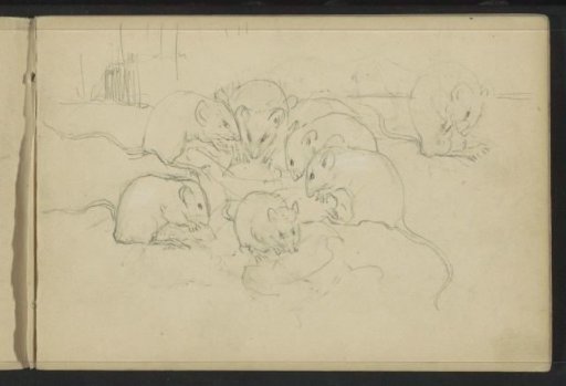 Mice gnawing on a piece of food