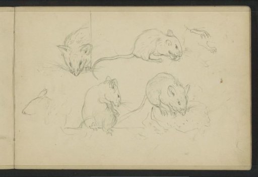 Mice