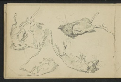 Mice lying on their backs