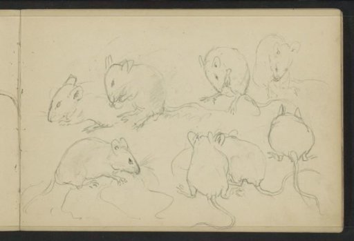 Mice