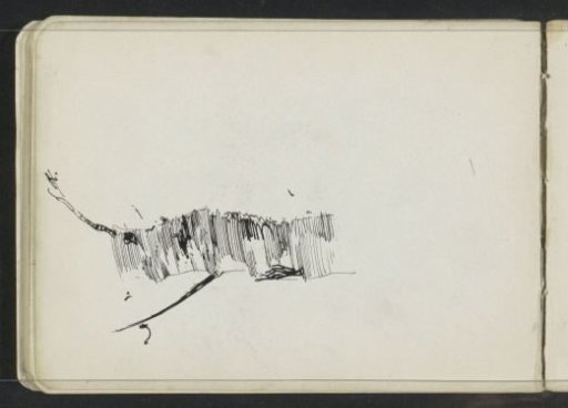 Tree trunk