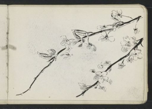 Branch with blossoms