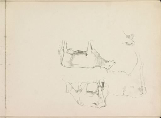 Cows