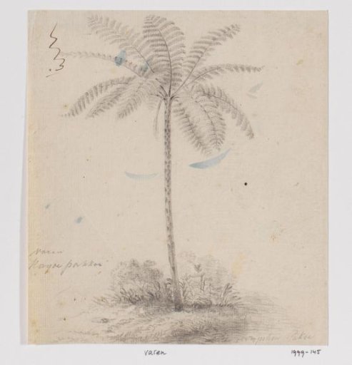 Tree fern