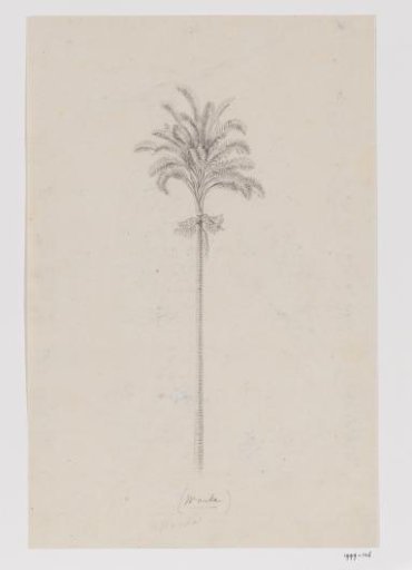 Sago palm, Moluccas