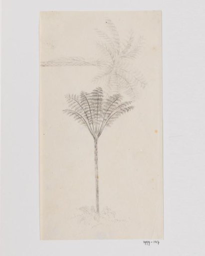 Tree fern
