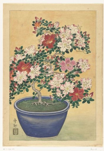 Blooming Azalea in a Blue Pot