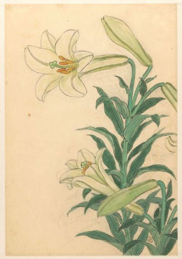 Lilies