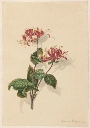 Branch of Wild Honeysuckle (Lonicera periclymenum)