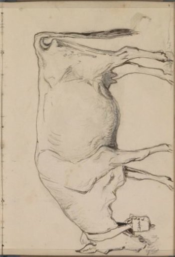 Cow with a Bell Around Its Neck, Seen from the Side