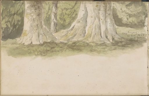 Tree Trunks