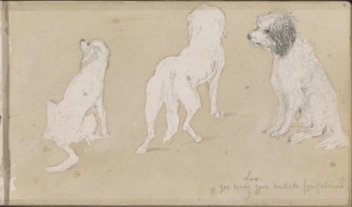 Dog, seen from various angles