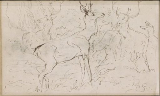 Deer in a wooded area