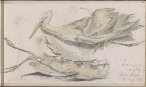 Dead heron