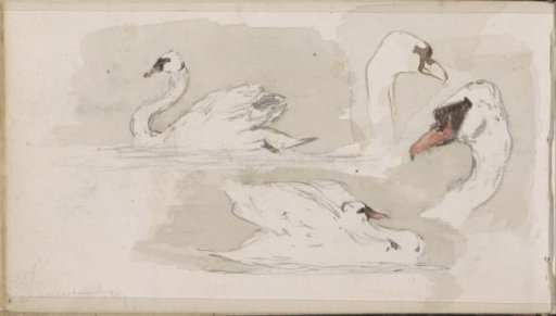 Swans