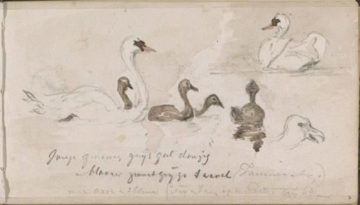 Young and Older Swans