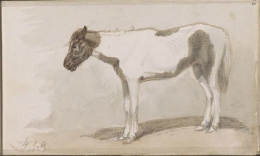 Horse, Seen from the Side
