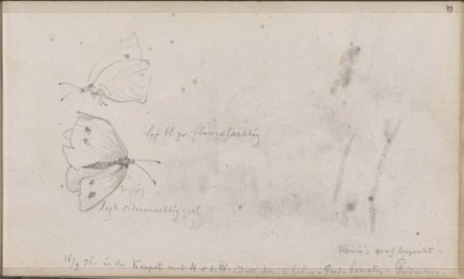 Lemon Butterfly