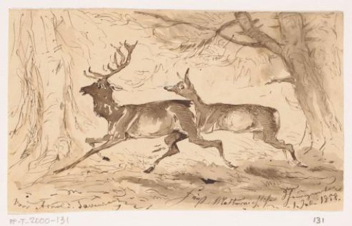 Stag and roe deer in the forest