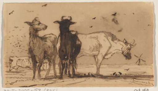 Cows and birds