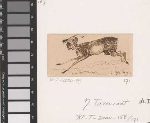 Stag