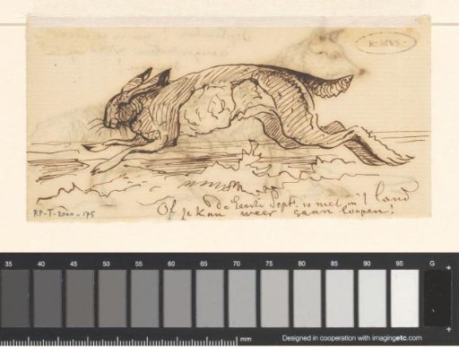 Hare in September