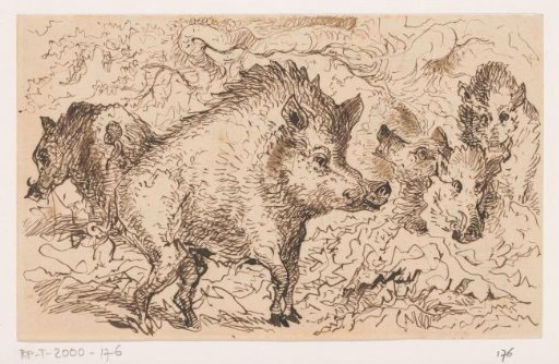 Wild boars
