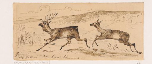 Stags