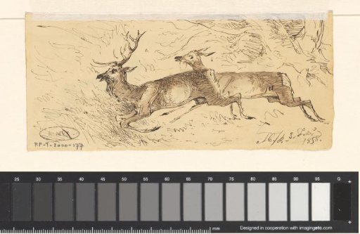 Stags