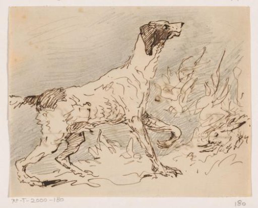 Hunting dog