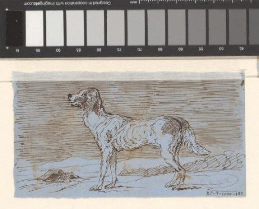 Hunting dog