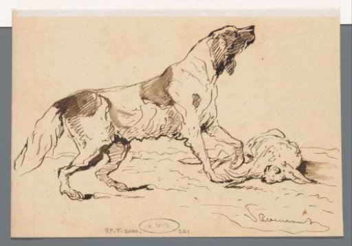 Hunting Dog