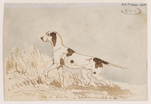 Hunting dog