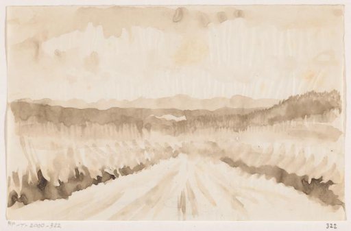 Forest landscape