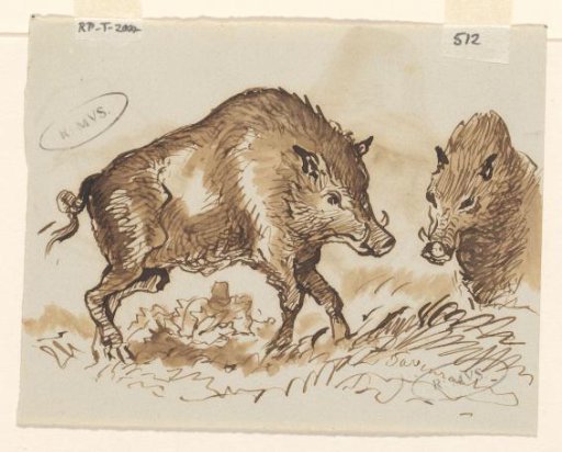 Wild boars