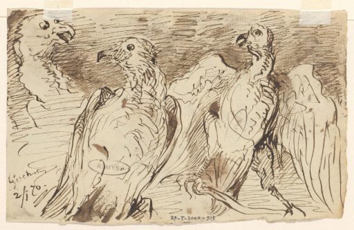Three birds of prey