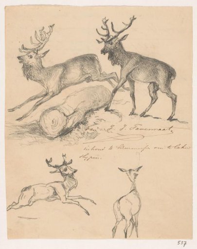 Stags