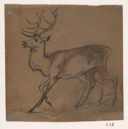 Stag
