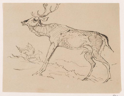 Stag